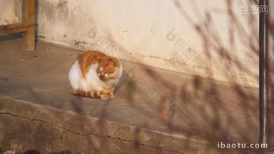 秋天下午农村一只流浪猫休息